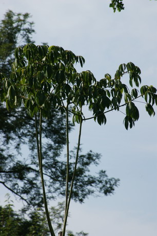 Ceiba pentandra, Kapok, Faserpflanze